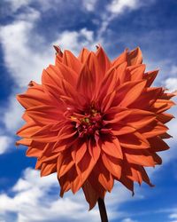 Close-up of orange flower blooming against sky