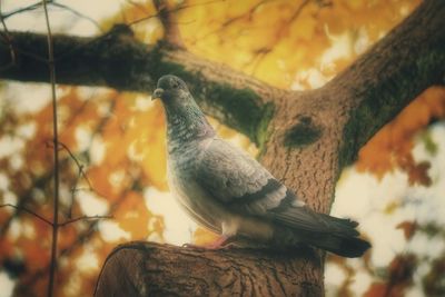 Close-up of bird perching on tree