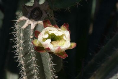 Close-up of flowers against blurred background