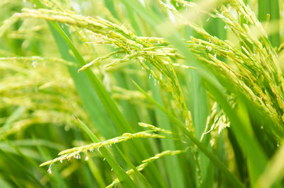 Close-up of crops growing on field