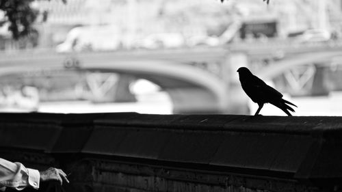 Bird perching on a bridge