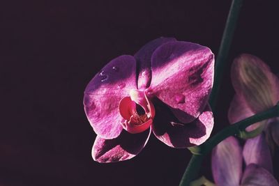 Close-up of pink orchid against black background