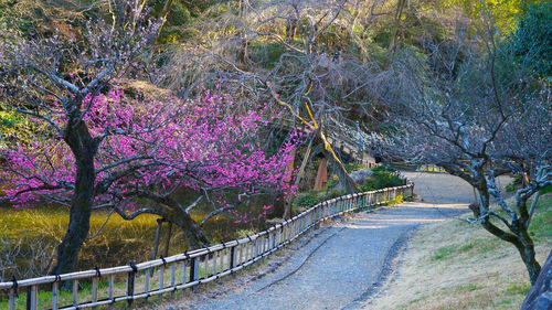 View of flowering trees by footpath