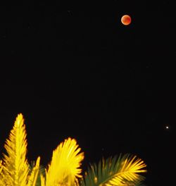 Close-up of plant against black background