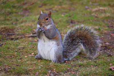 Close-up of squirrel on field