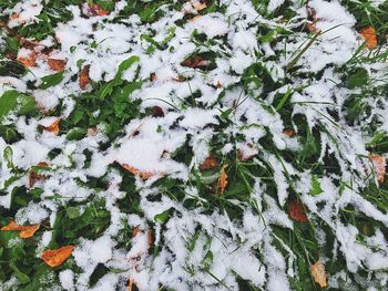 Full frame shot of frozen plants during winter