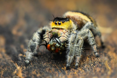 Close-up of spider