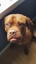 Close-up portrait of dog at home