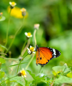 Close-up of butterfly pollinating on flower