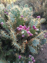 Close-up of pink flowers growing in garden