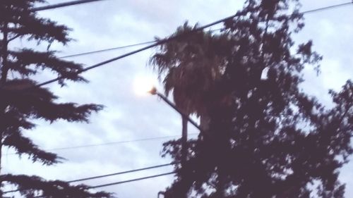 Low angle view of silhouette trees against sky