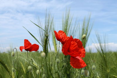 Close-up of red poppy flowers growing on field