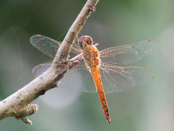 Close-up of dragonfly on twig