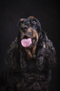 Close-up of dog against black background