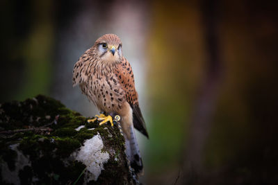 Close-up of bird perching on a tree