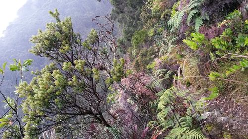 Plants growing in forest