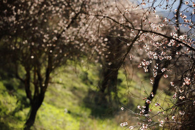 Close-up of cherry blossom tree