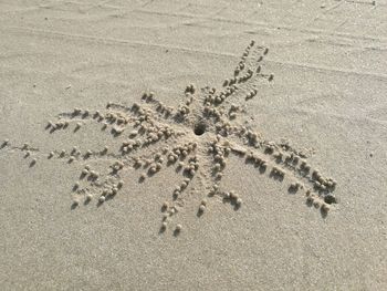 High angle view of crab on sand