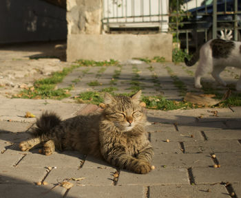 Portrait of cat relaxing on footpath