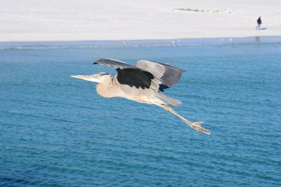 Close-up of bird flying over sea against sky