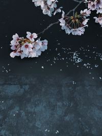 Close-up of pink cherry blossoms