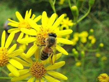 Close-up of bee pollinating on yellow flower