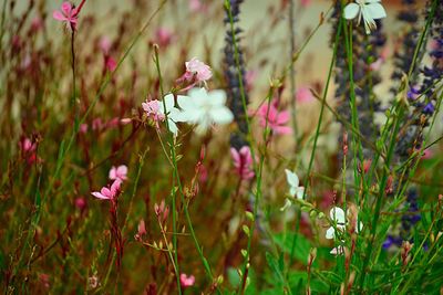 Close-up of flowers