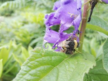 Close-up of bee on purple flower