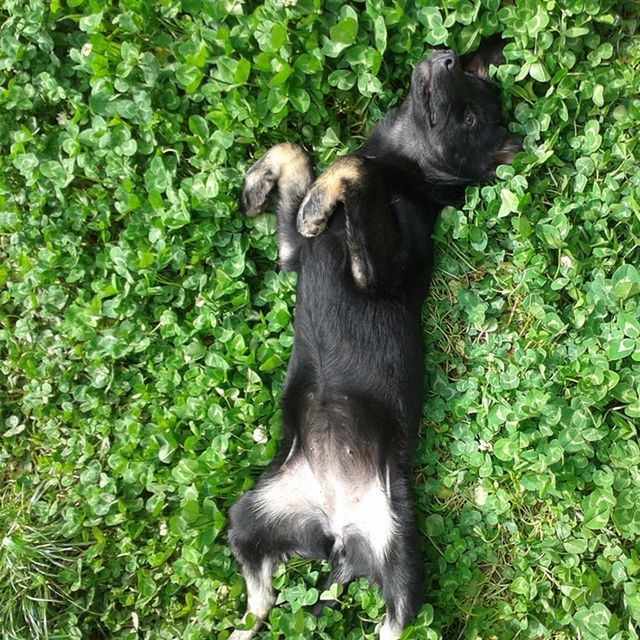 animal themes, mammal, one animal, domestic animals, green color, pets, plant, leaf, growth, dog, nature, high angle view, no people, day, outdoors, two animals, tree, field, full length, young animal