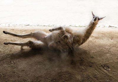 View of an animal on field