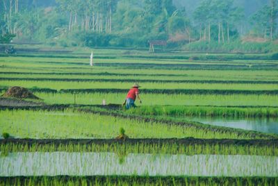 Scenic view of rice field against sky