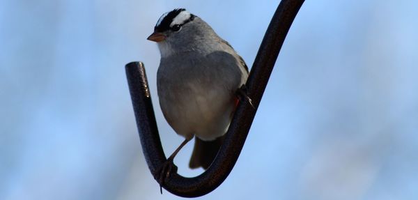 Low angle view of bird perching on a branch