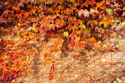 Full frame shot of orange leaves