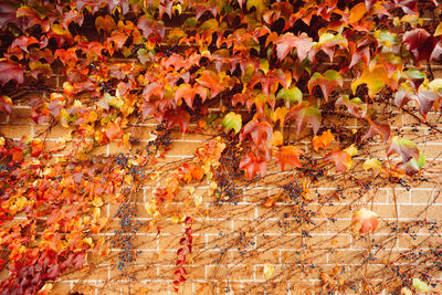 Full frame shot of orange leaves