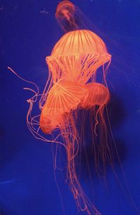 Close-up of tree against blue sky