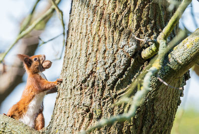 Close-up of squirrel on tree trunk