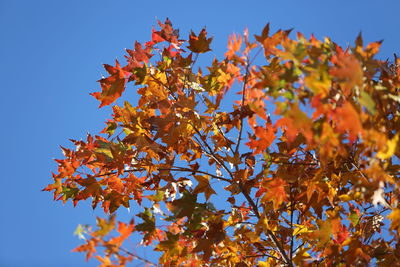 Low angle view of maple tree against sky