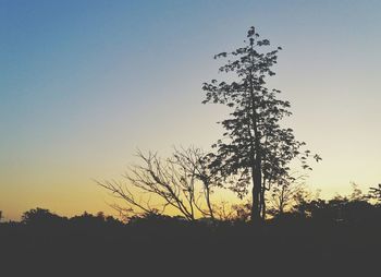 Low angle view of silhouette tree against sky during sunset