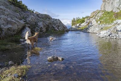 View of ducks on rock by lake