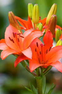 Close-up of day lily blooming outdoors