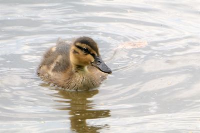 High angle view of duck swimming in lake