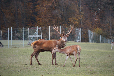 Deer in a field