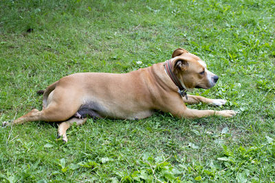 Side view of dog relaxing on grass