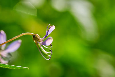 Close-up of purple flower