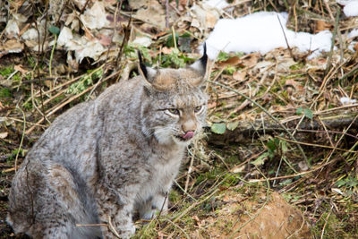 Cat on field