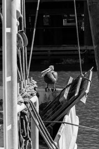 Birds perching on boat