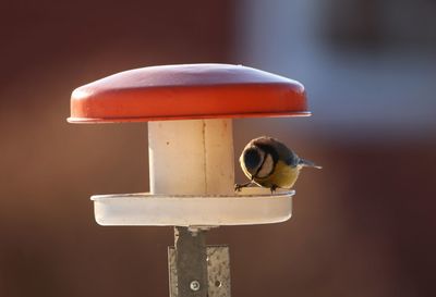 Close-up of bird perching on feeder