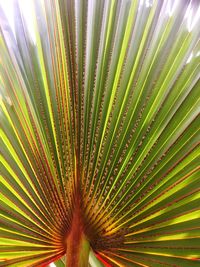 Close-up of palm leaf