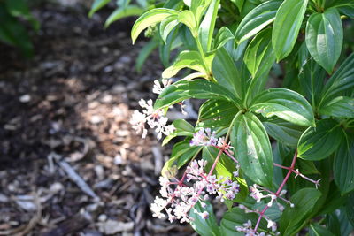 Close-up of flowering plant