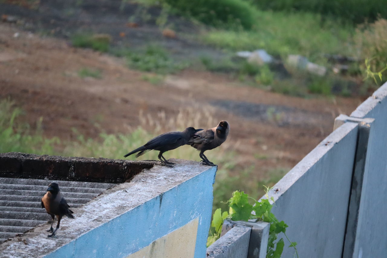 BIRD PERCHING ON A WOODEN FENCE